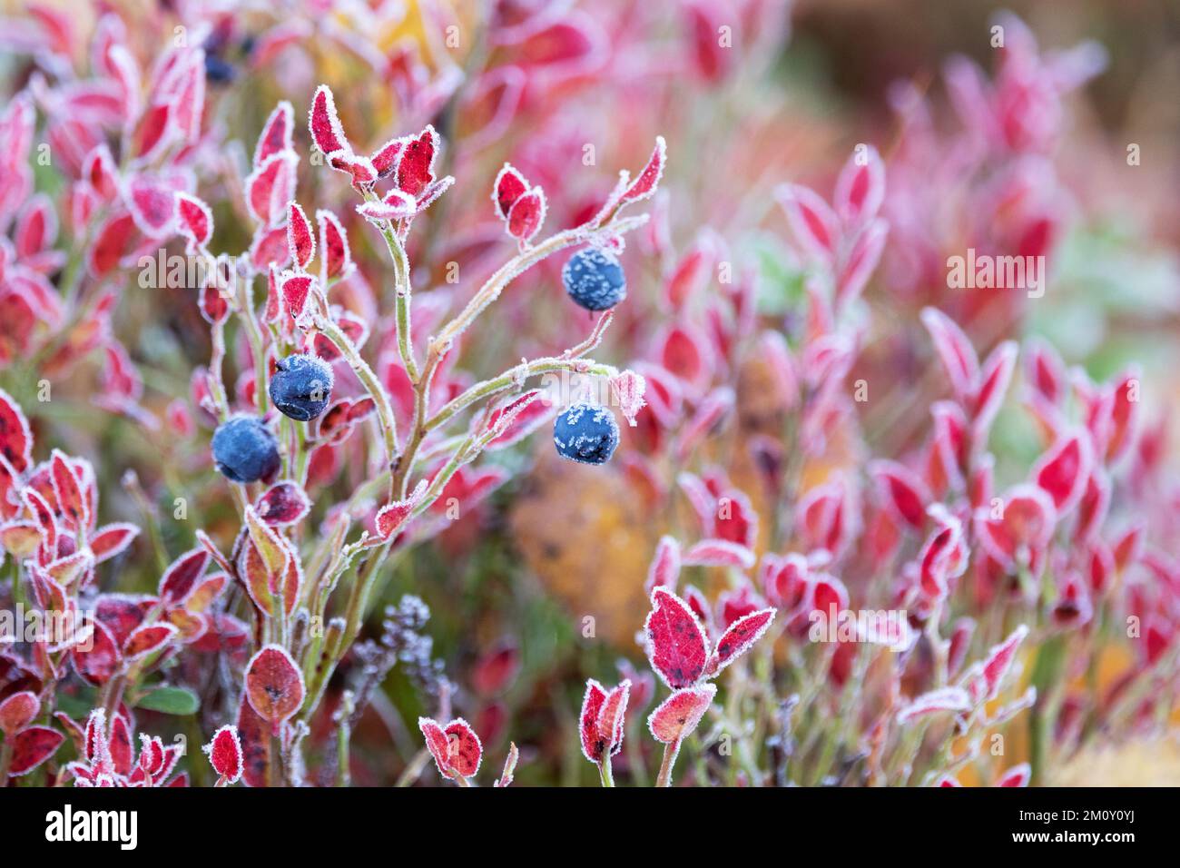 European blueberry with colorful autumn leaves covered with morning frost in Salla National Park, Northern Finland Stock Photo