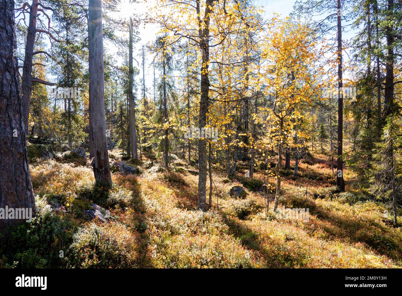 A view of an autumnal old-growth forest in Salla National Park, Northern Finland Stock Photo