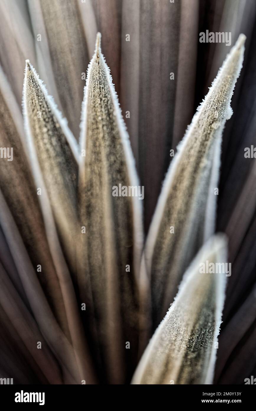 Frosted cordyline leaves Stock Photo