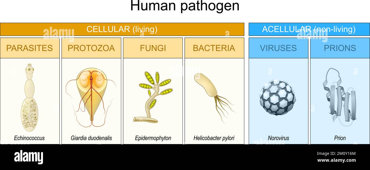 Types of Human pathogen. pathogenic bacteria viruses or fungi can enter the body. Microbe that causes disease. Acellular or non-living, and Cellular Stock Vector