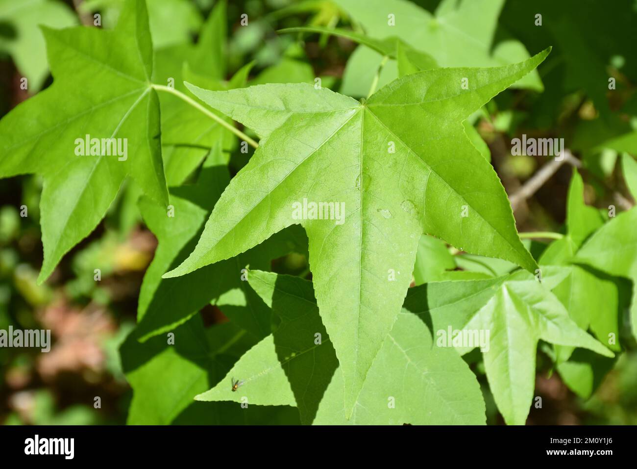 Maple tree green hi-res stock photography and images - Alamy