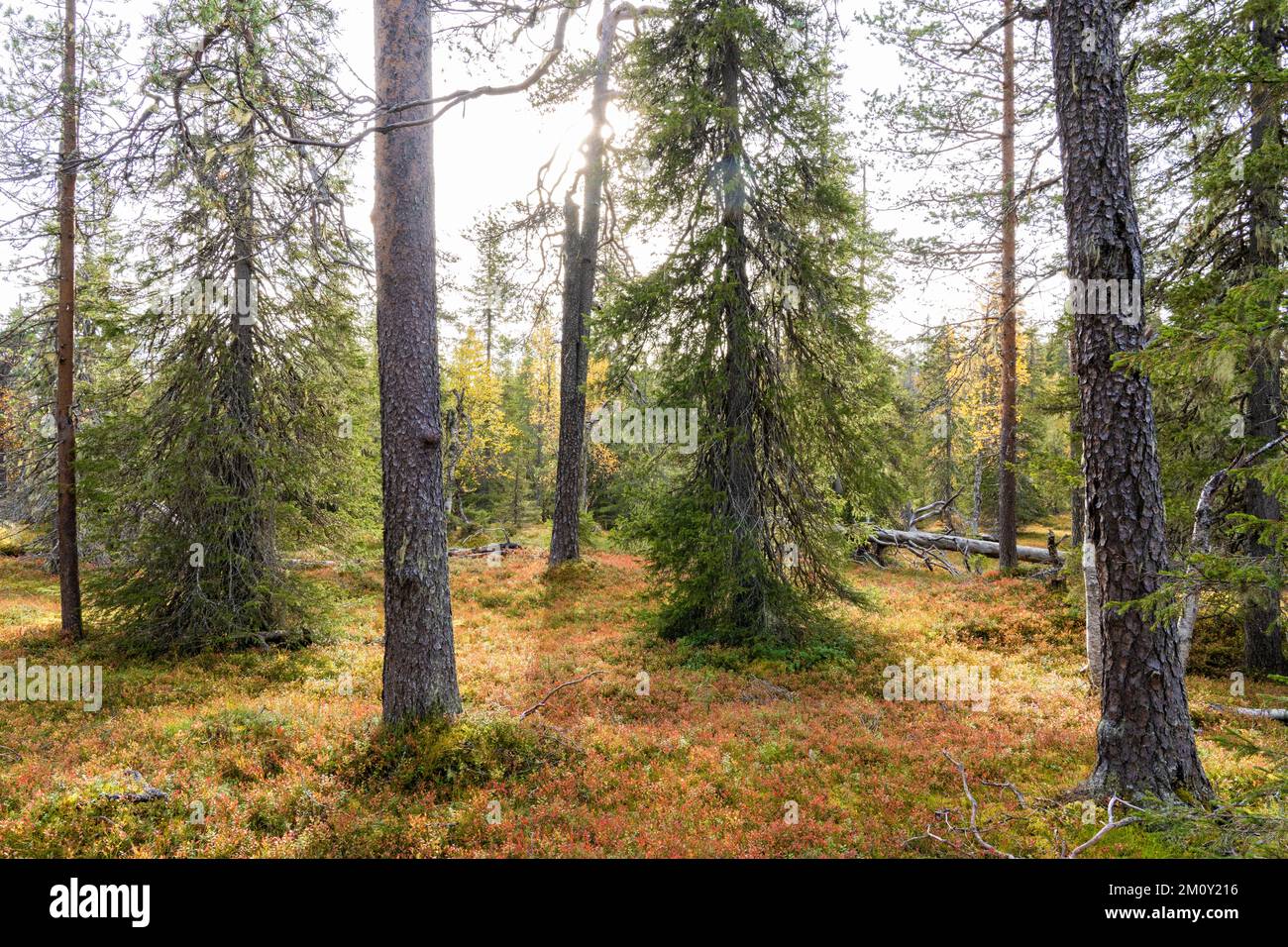 A view of an autumnal old-growth forest in Salla National Park, Northern Finland Stock Photo