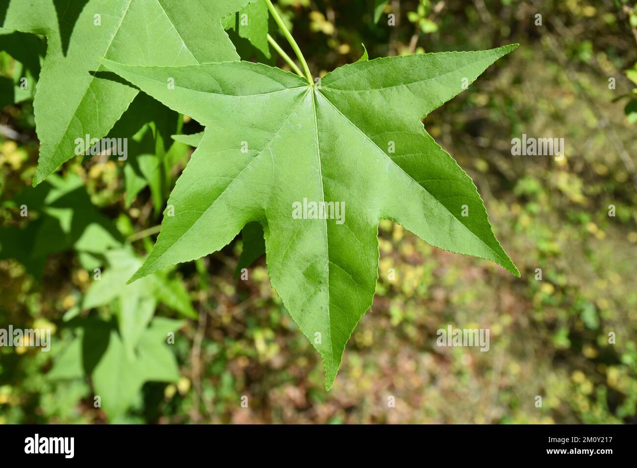 Bright green Maple Leaves close up. Stock Photo