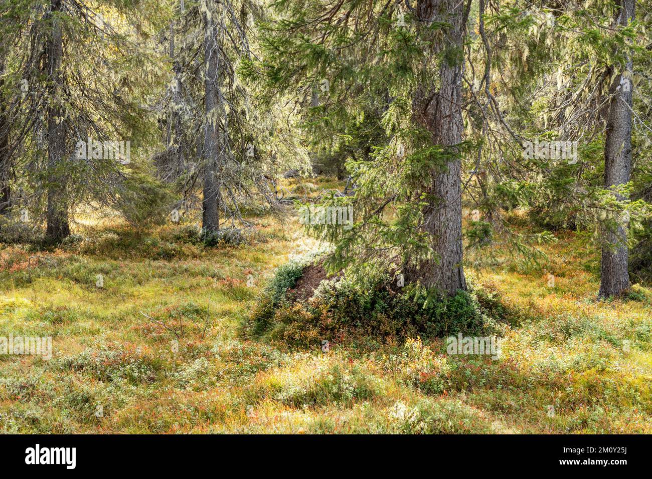 A view of an autumnal old-growth forest in Salla National Park, Northern Finland Stock Photo