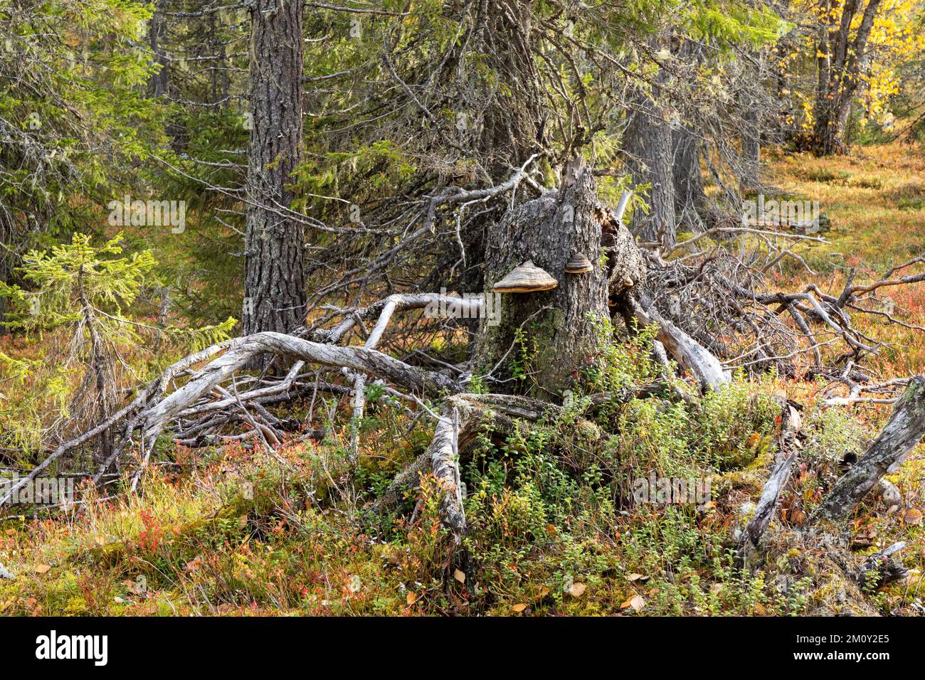 Deadwood in an old-growth forest in autumnal Salla National Park, Northern Finland Stock Photo
