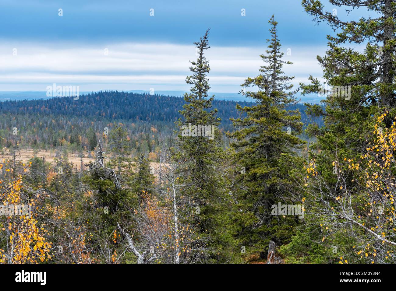 A view to an autumnal taiga landscape during a cloudy day in Riisitunturi National Park, Northern Finland Stock Photo
