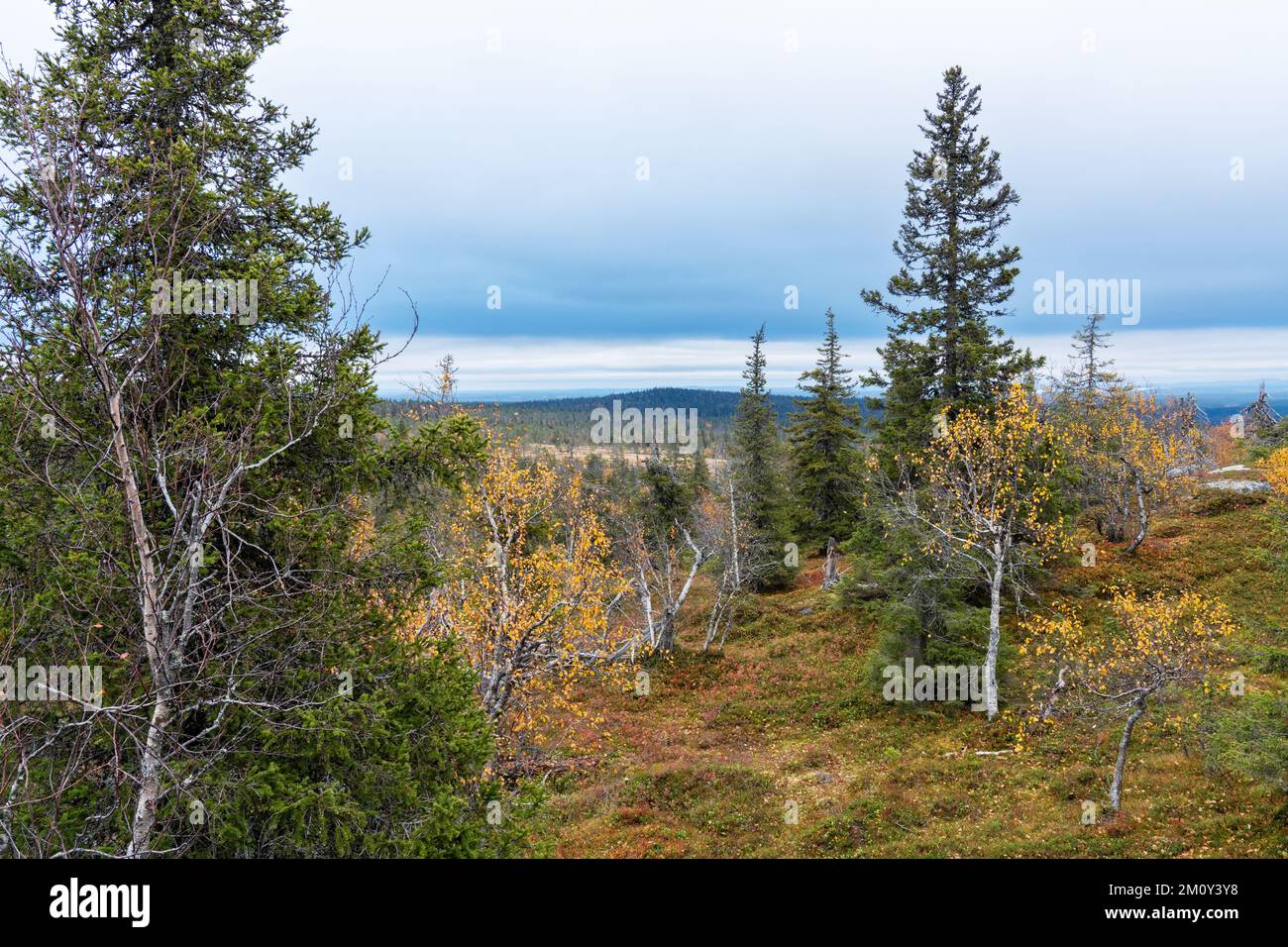 A view to an autumnal taiga landscape during a cloudy day in Riisitunturi National Park, Northern Finland Stock Photo