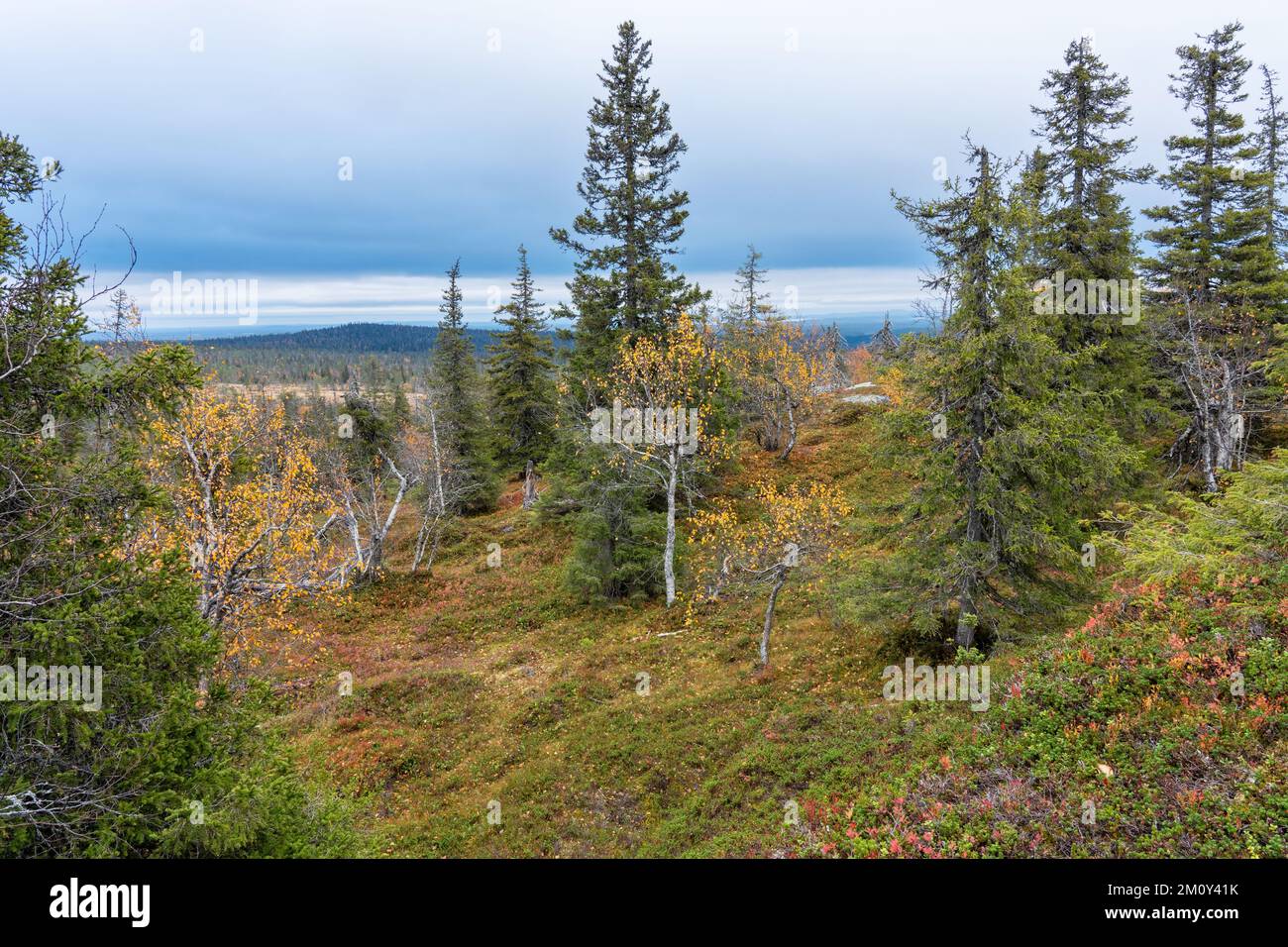 A view to an autumnal taiga landscape during a cloudy day in Riisitunturi National Park, Northern Finland Stock Photo