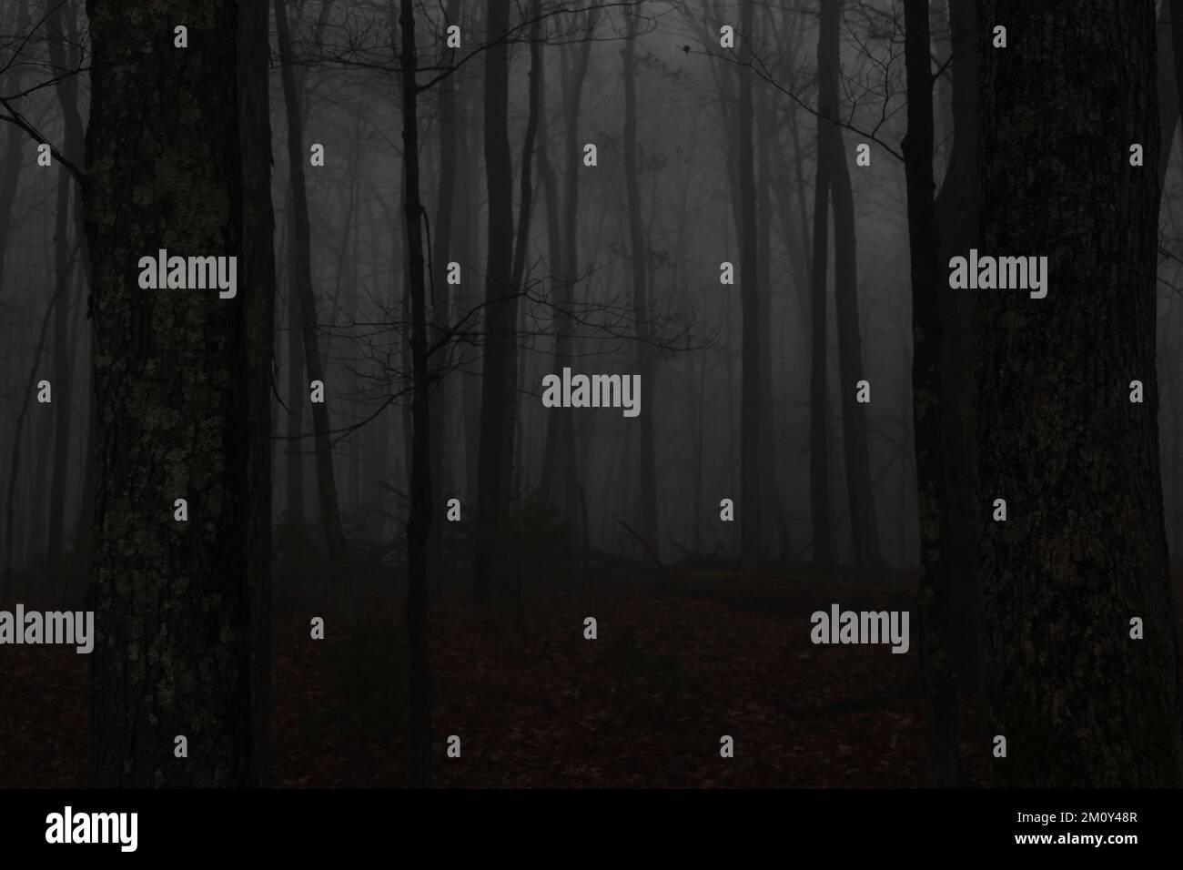 Trees dusk in fog hi-res stock photography and images - Alamy