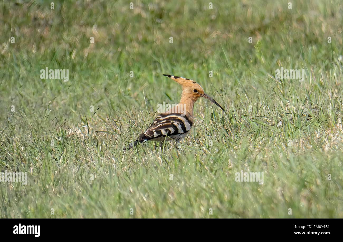 The Eurasian hoopoe, summer bird, looking for food in the grass Stock Photo Alamy