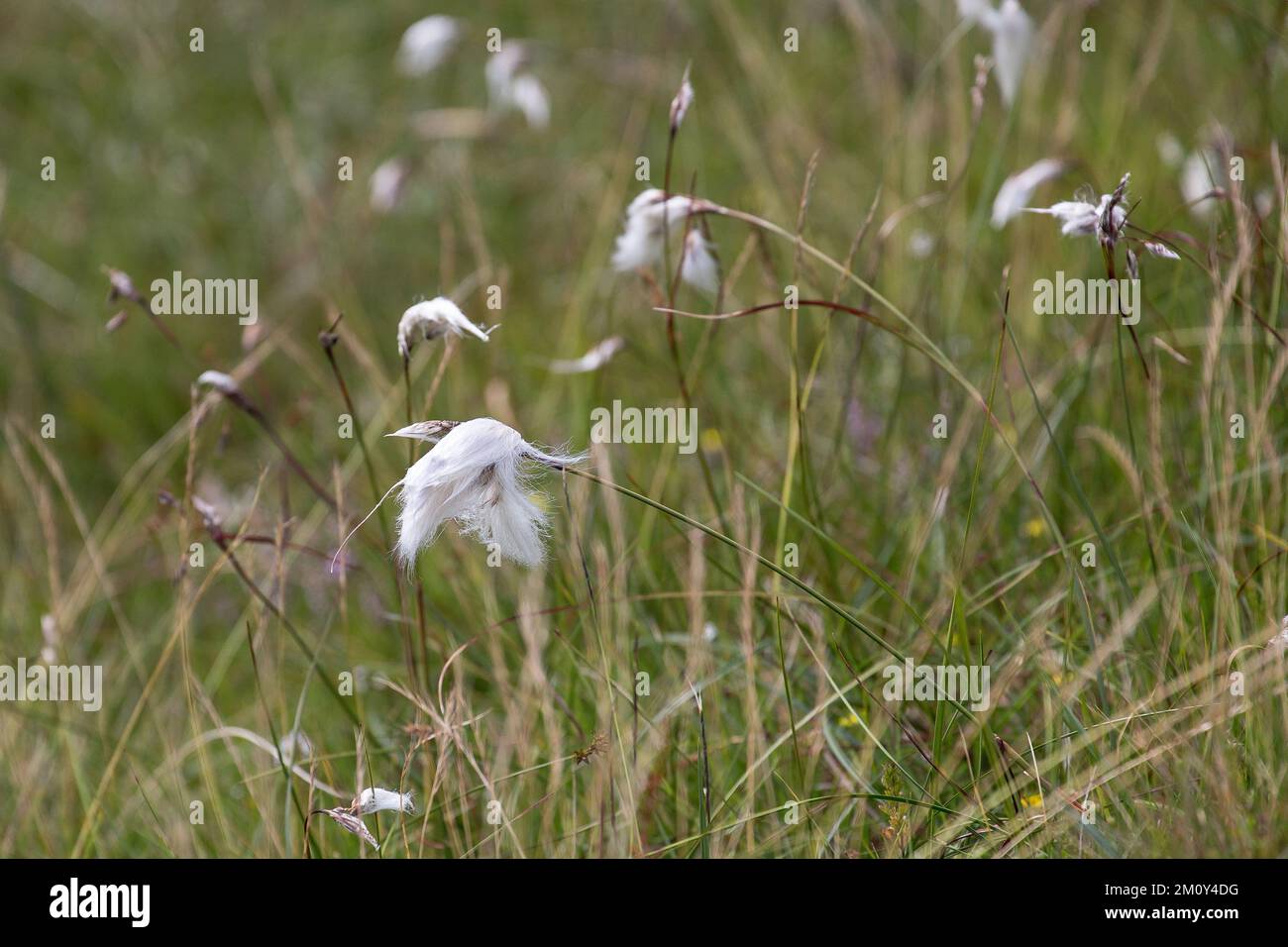 Cotton Grass on Bogland, Lewis, Isle of Lewis, Hebrides, Outer Hebrides, Western Isles, Scotland, United Kingdom, Great Britain Stock Photo