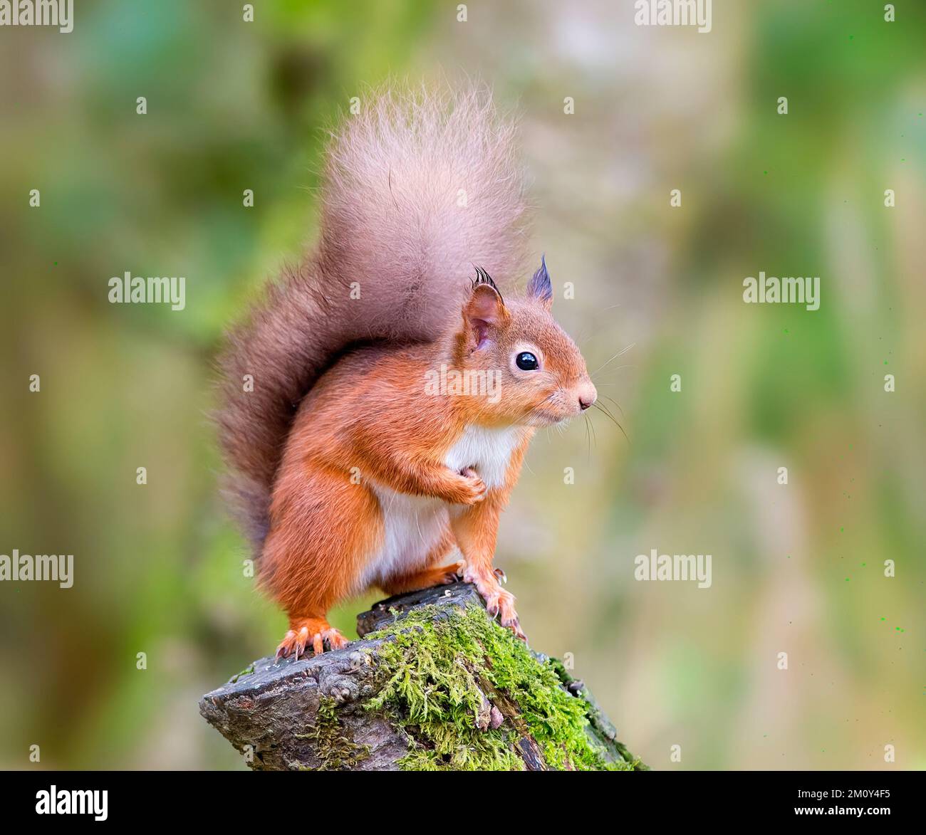 Red Squirrel posing very detailed portrait photograph Stock Photo