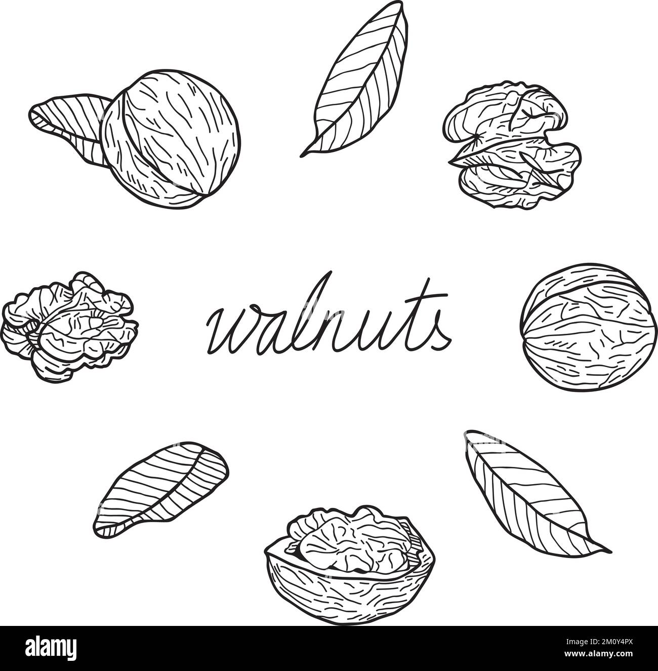 Set of walnuts on a white background. Handdrawn vector illustration Stock Vector Image & Art