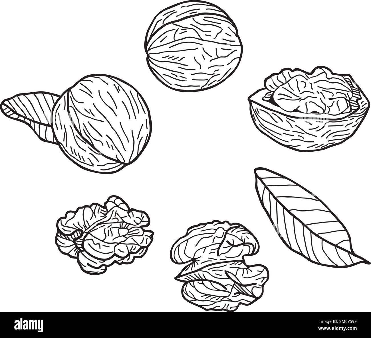 Set of walnuts on a white background. Handdrawn vector illustration Stock Vector Image & Art