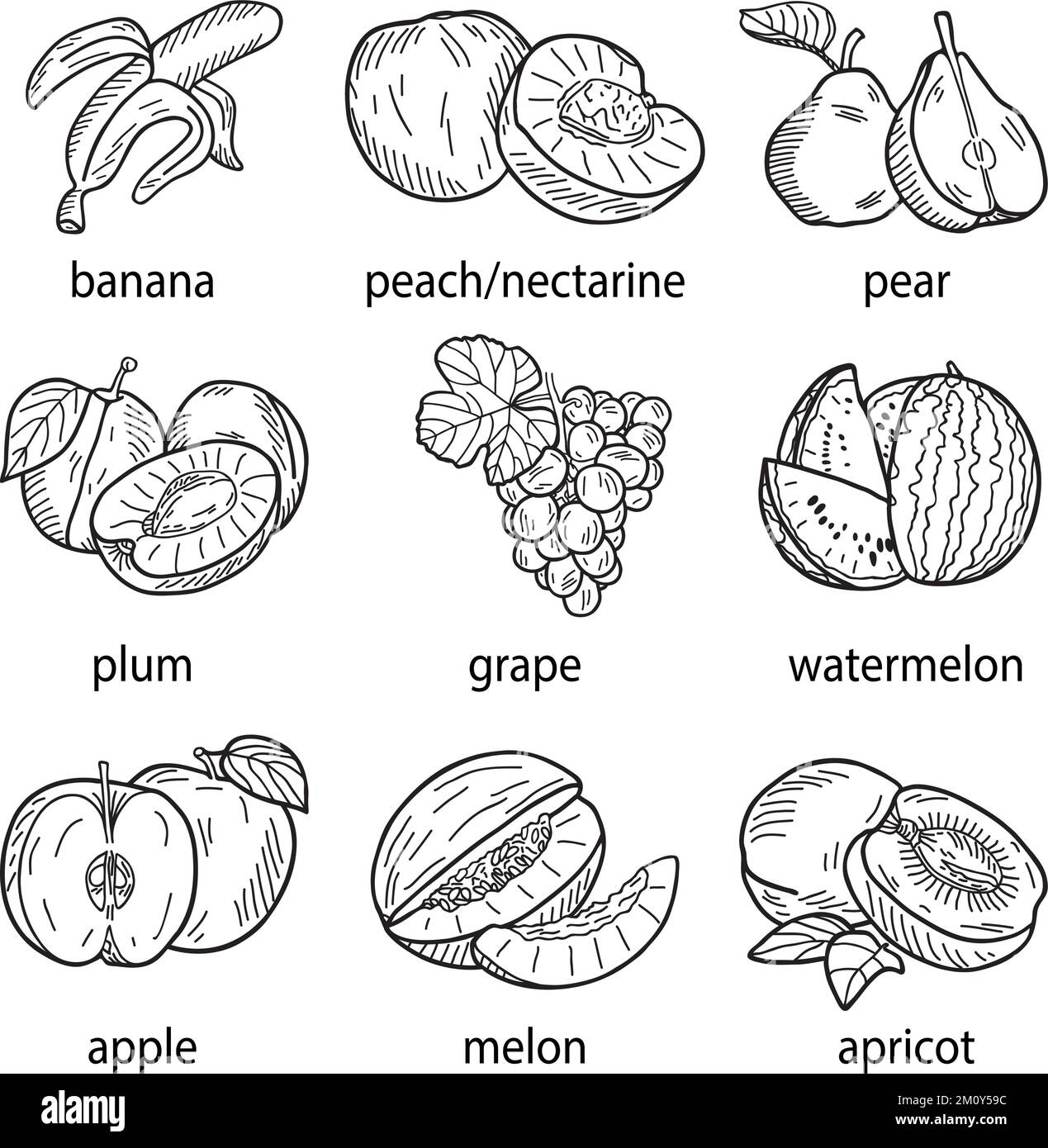 Hand-drawn vector illustration of a set of fruits Stock Vector