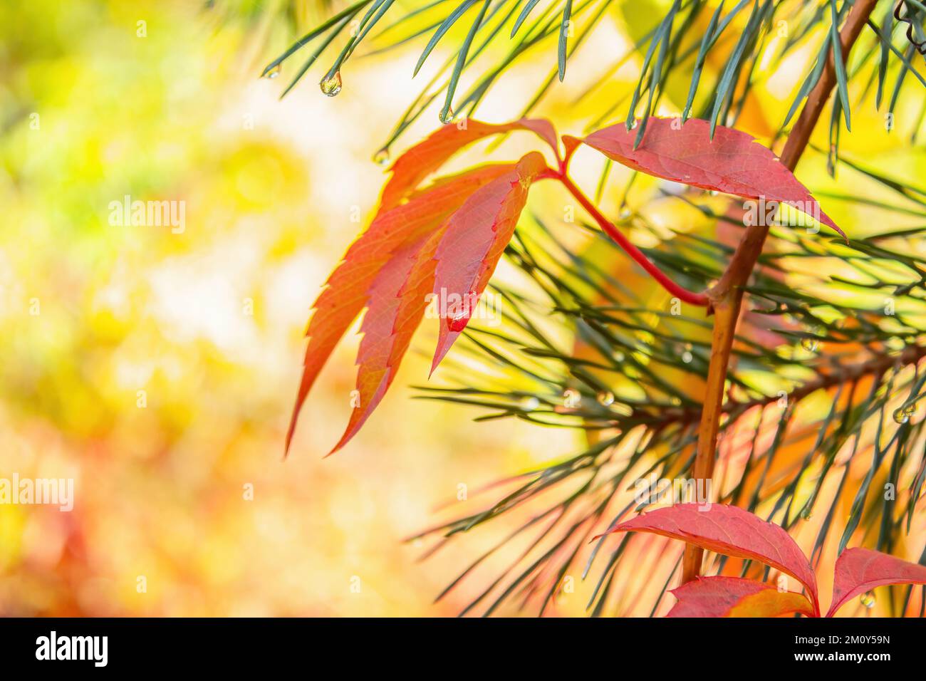 Autumn red leaf of creeper. Virginia creeper on a yellow background with pine spikes. Stock Photo