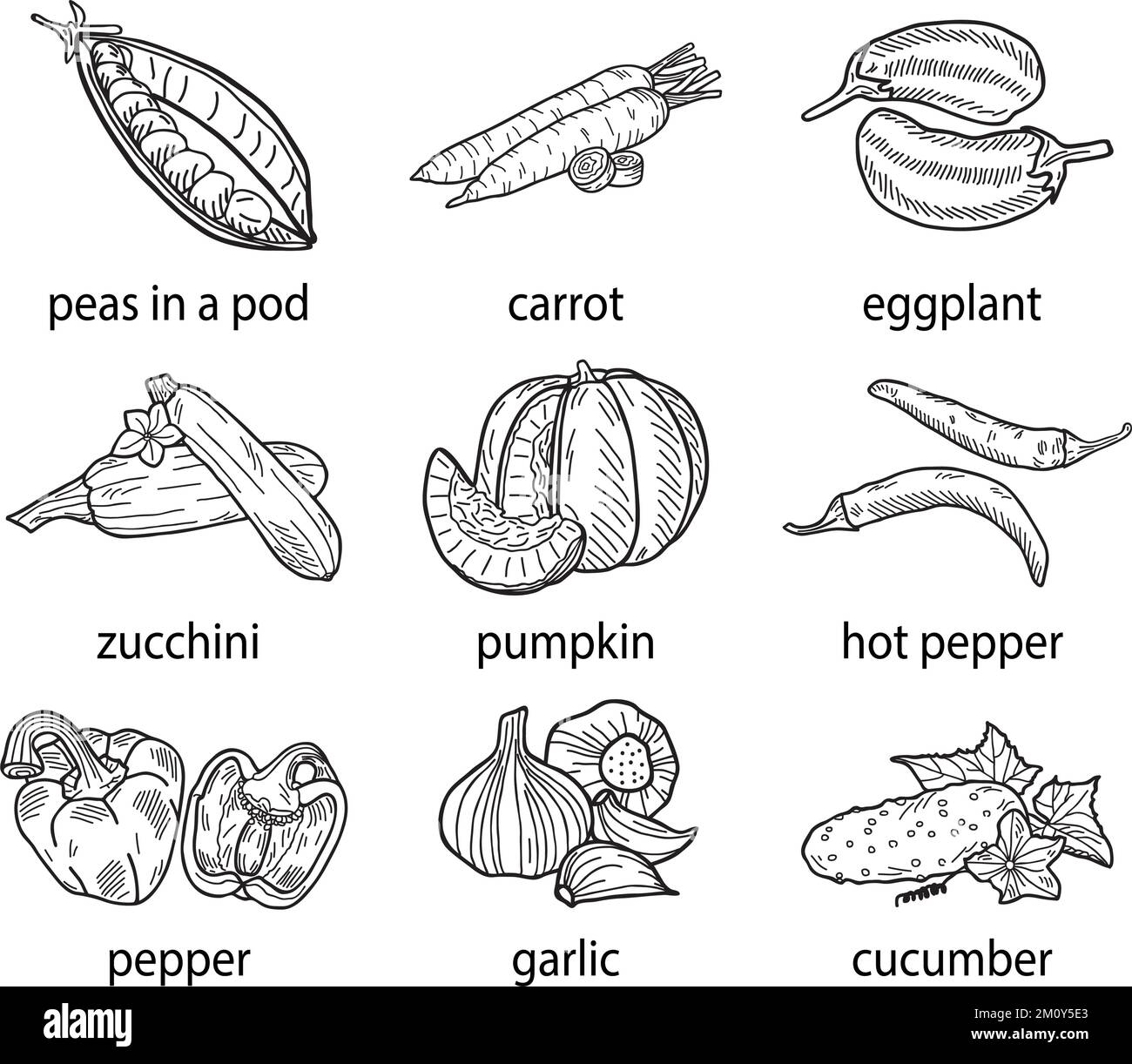 Handdrawn vector illustration of a set of vegetables Stock Vector Image & Art Alamy
