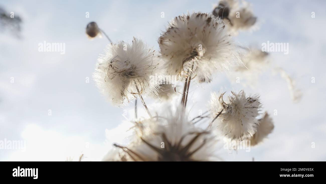 A white plant with ripe seeds in the autumn sky. Stock Photo