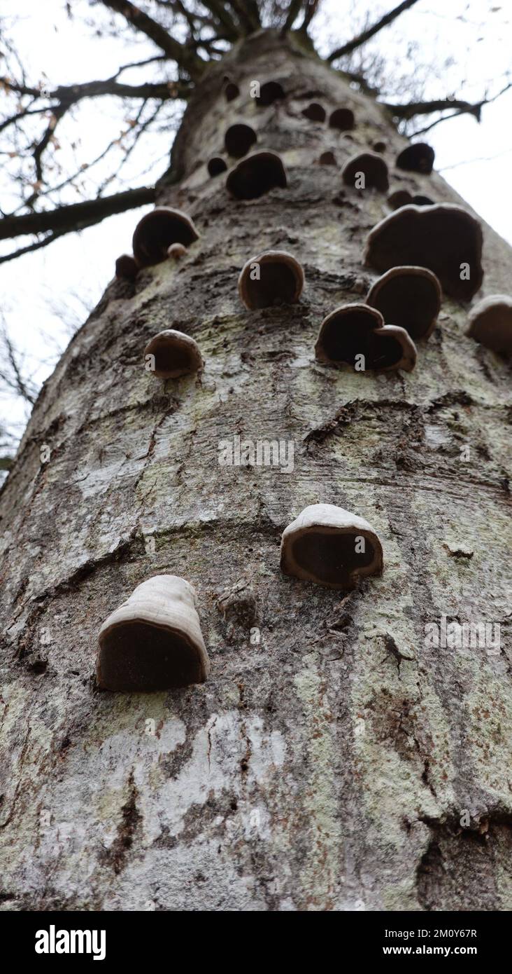 Tree with a lot of Mushroom Stock Photo