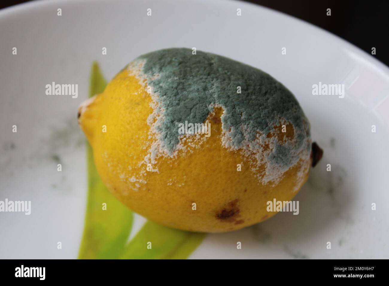 Lemon with mold and fresh lemon isolated on white background. a moldy lemon on a plate. Green