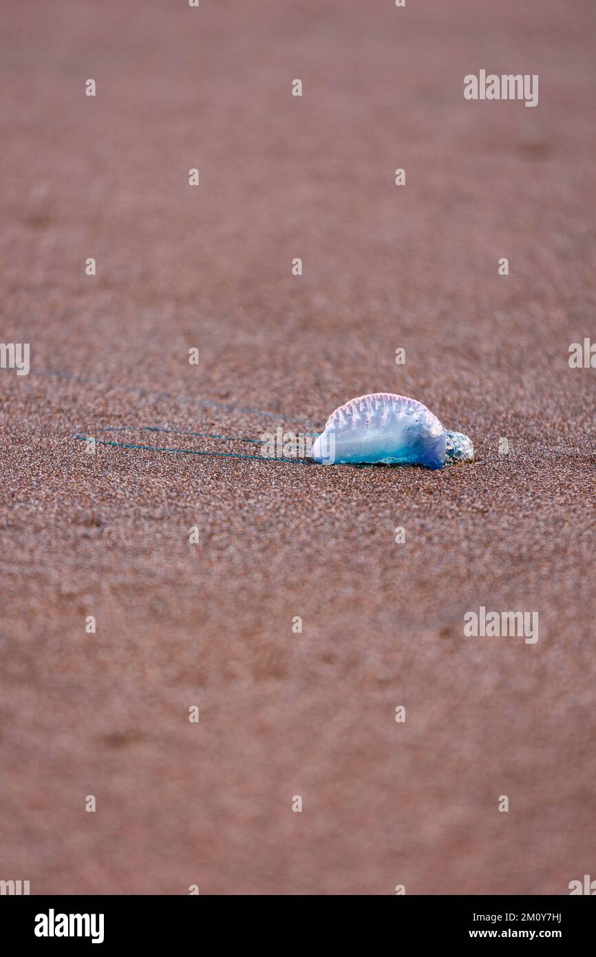 Portuguese man-o-war, dangerous jellyfish, strange animals, Azores ...