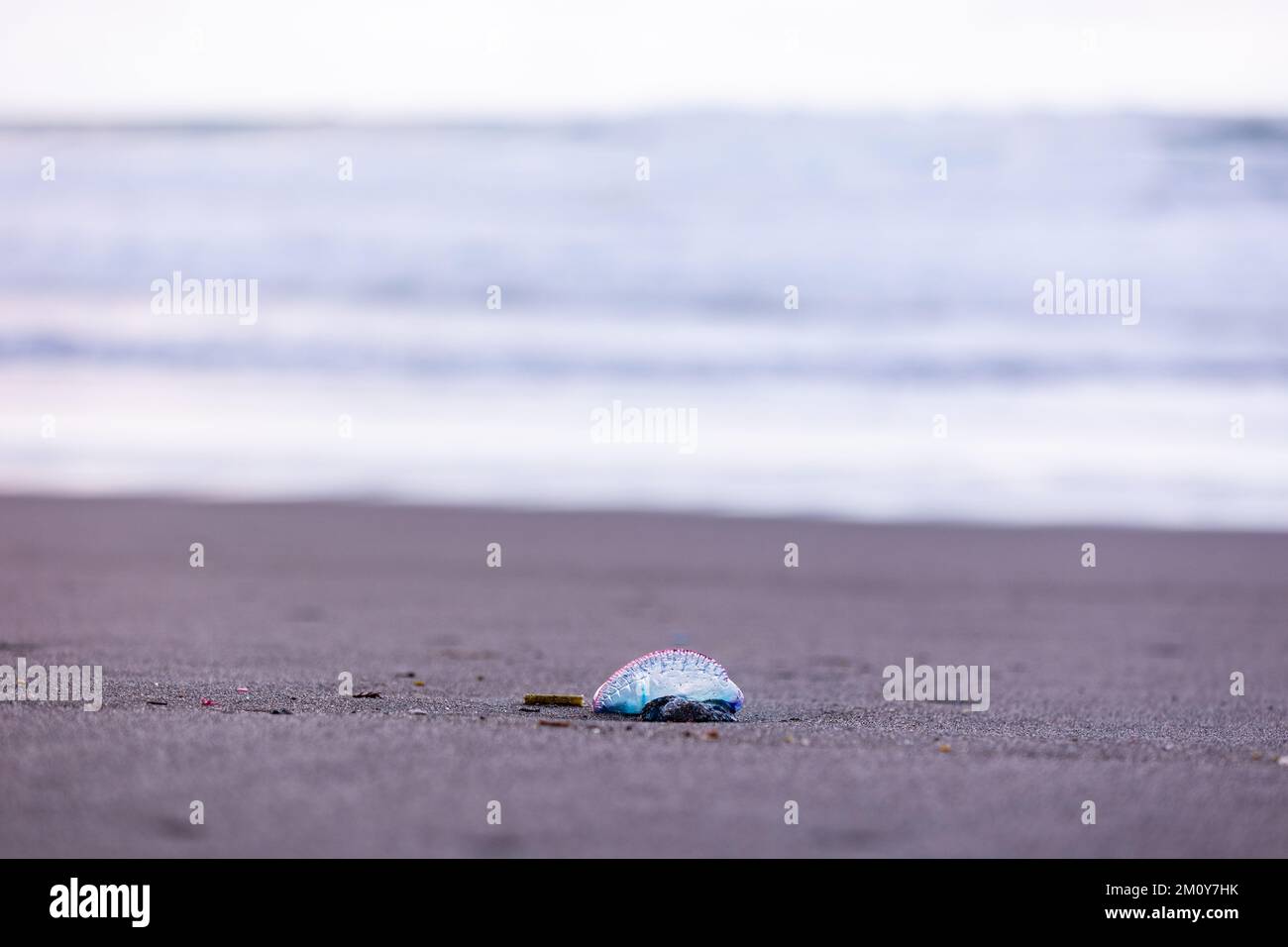 Bluebottles: Mysterious ocean dwellers