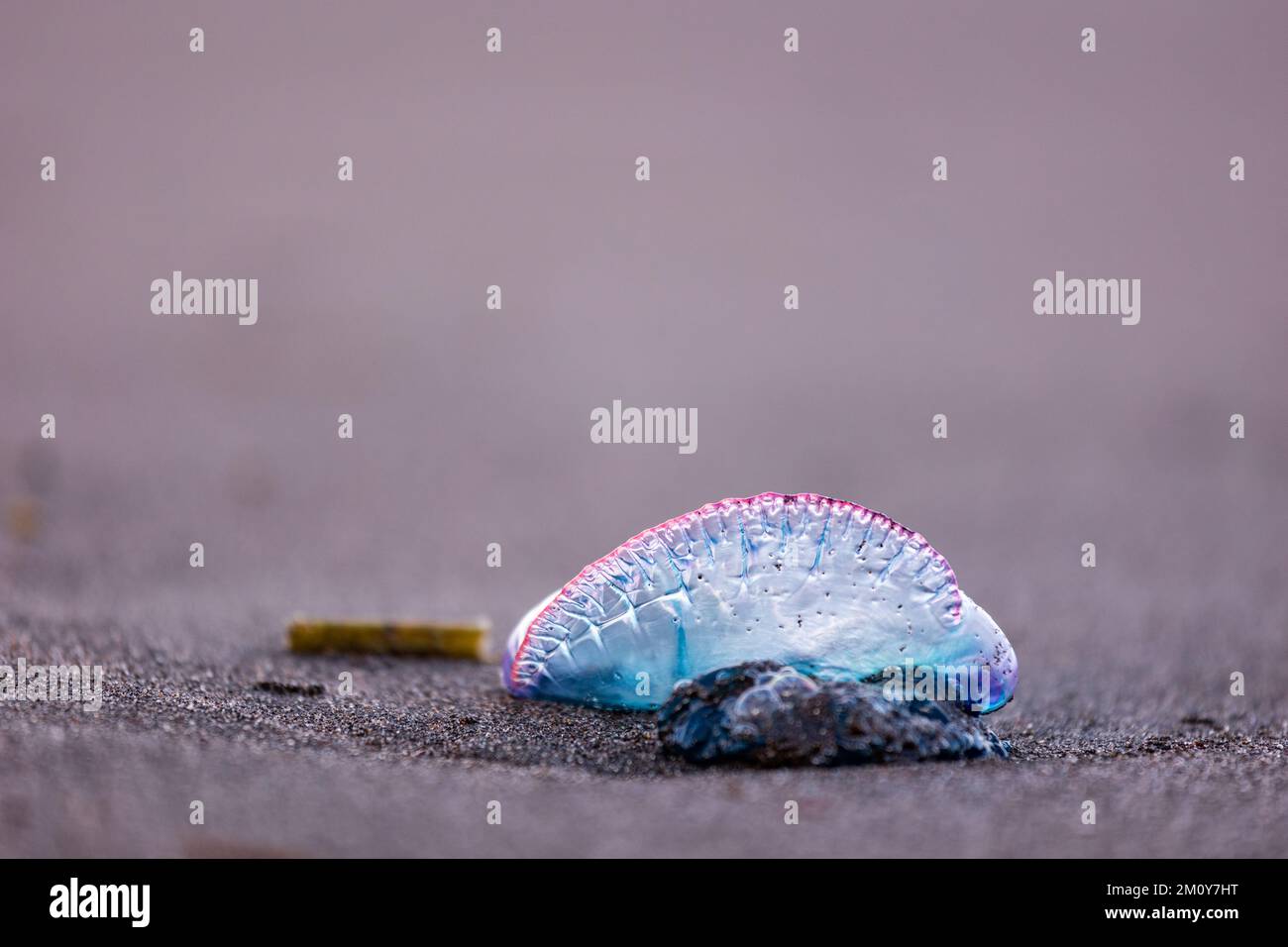 Portuguese man-o-war, dangerous jellyfish, strange animals, Azores ...