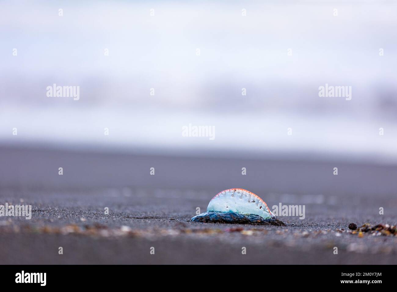 Portuguese man-o-war, dangerous jellyfish, strange animals, Azores ...