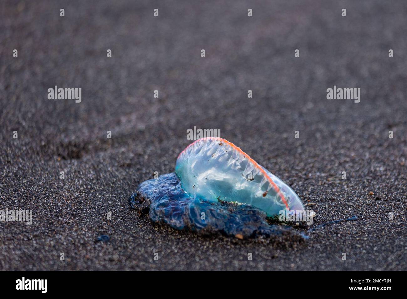 Portuguese man-o-war, dangerous jellyfish, strange animals, Azores ...