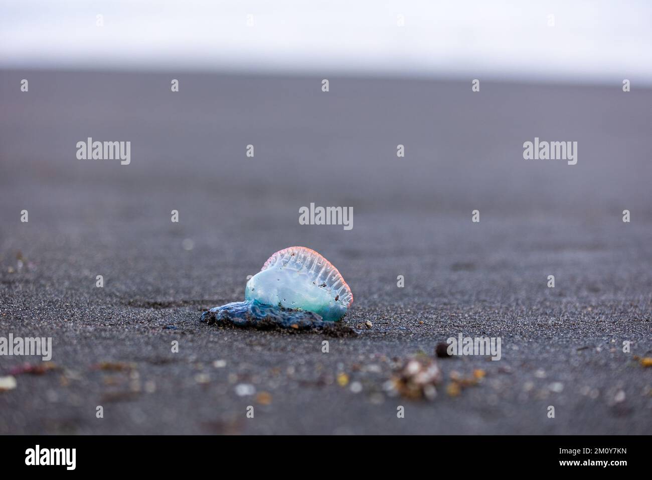 Portuguese man-o-war, dangerous jellyfish, strange animals, Azores ...
