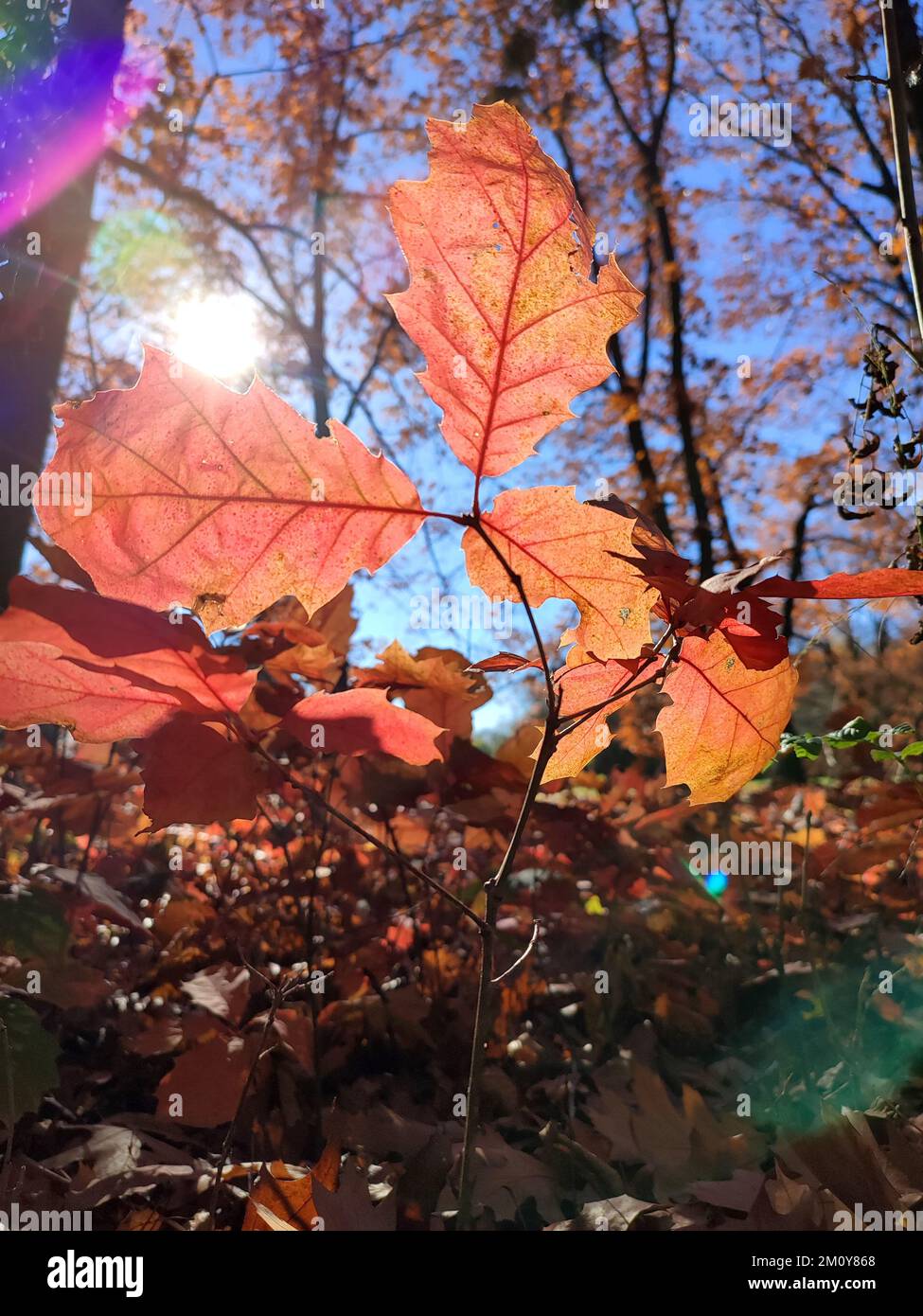 Red oak leaves on background of young oak sprouts with brown leaves, trees and blue sky brightly lit by sun and swaying in wind on sunny autumn day in forest. Backdrop. Natural environment background Stock Photo