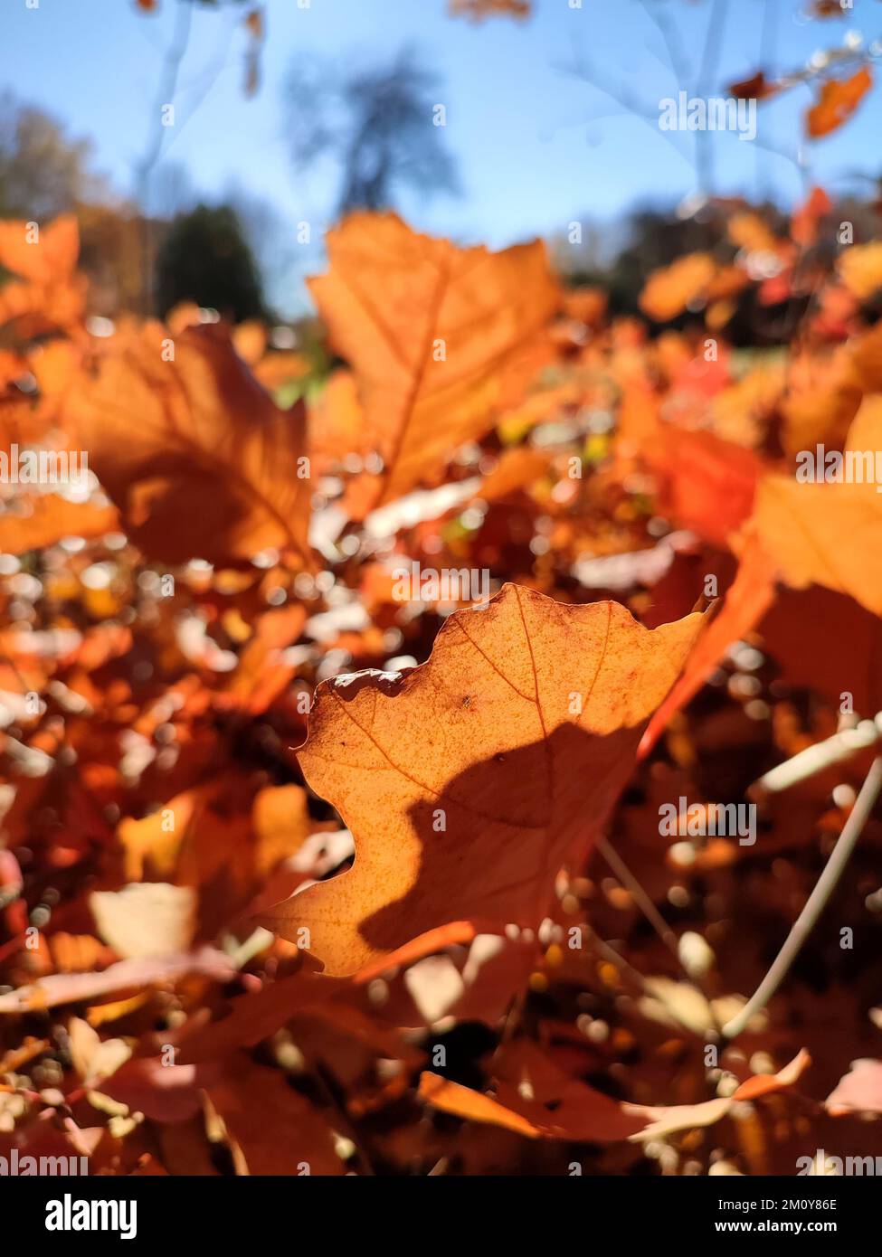 The edge of a red-orange-brown oak leaf on background of many blurred oak leaves of small young sprouts in clearing in forest, which brightly illuminated by shining sun on sunny autumn day close-up Stock Photo