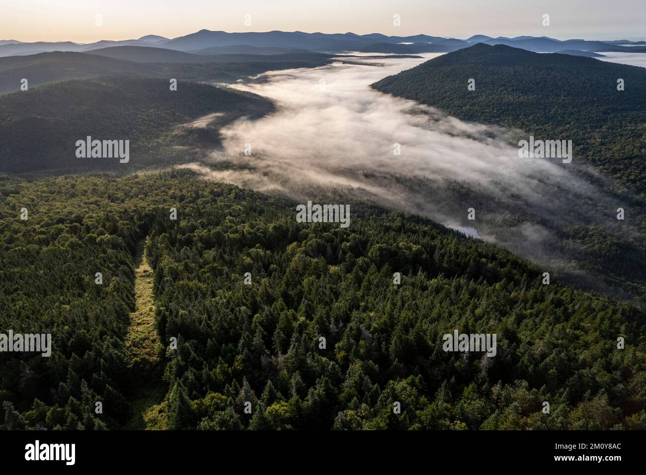 Forested international border path between USA and Canada Stock Photo