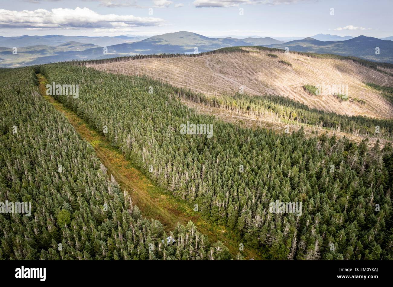 Logging clearcut in woods along Maine and Quebec border Stock Photo