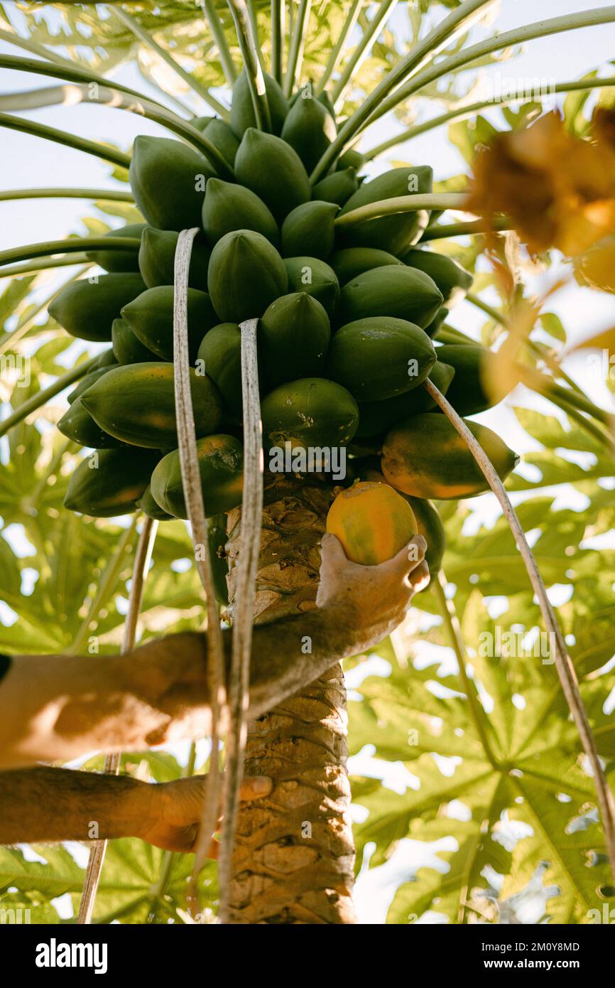 Picking papaya fruit in Sinaloa Mexico Stock Photo - Alamy