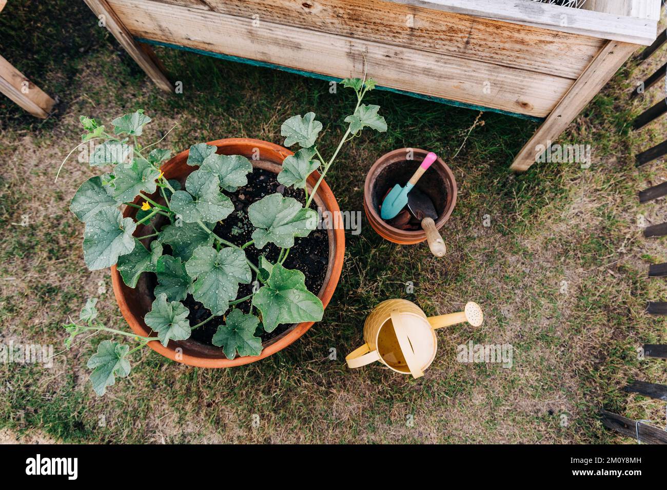 Pumpkin plant from overhead in a garden pot Stock Photo Alamy