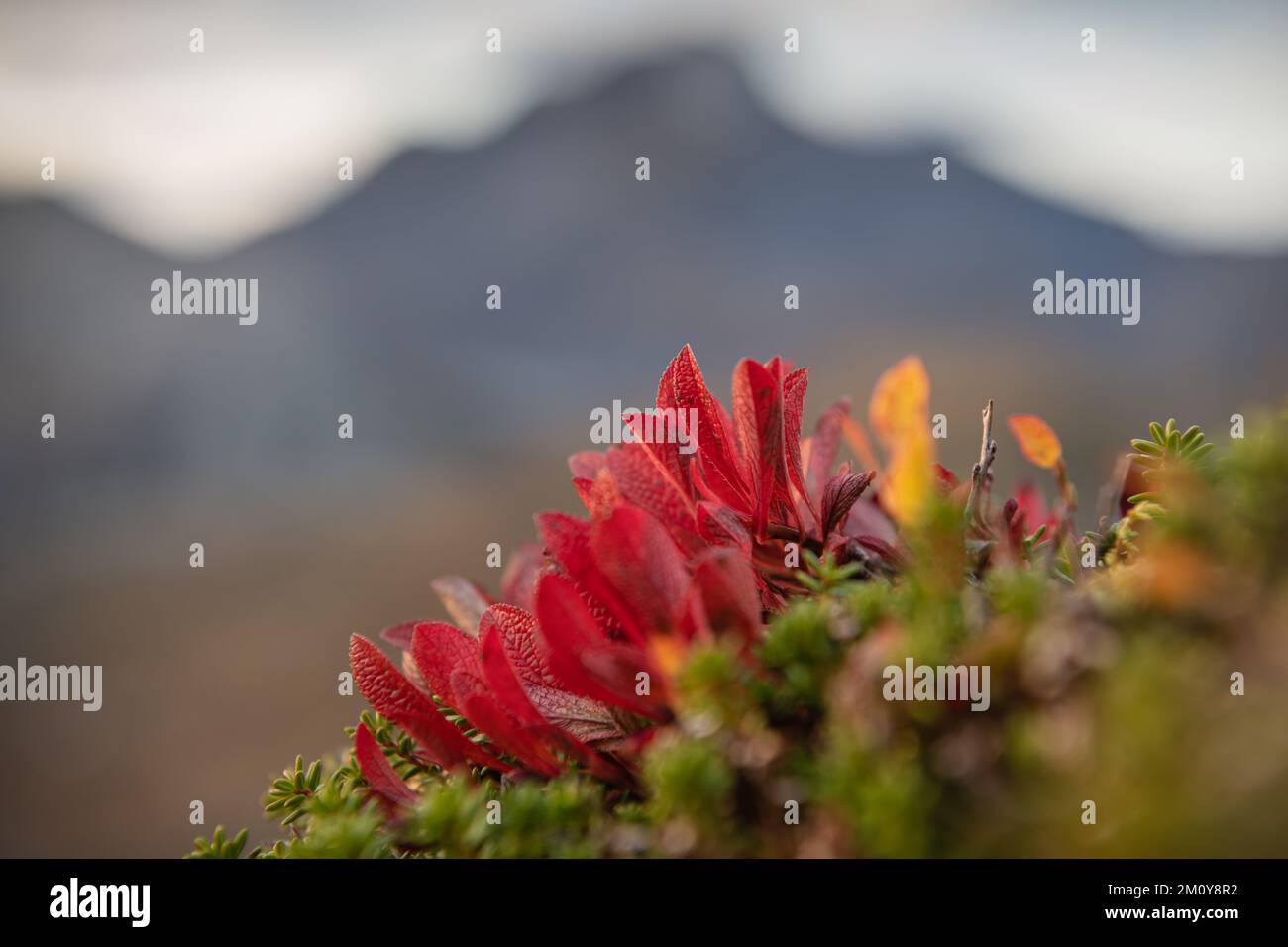 Red leaves of autumn blueberry bushes, Lofoten Islands, Norway Stock