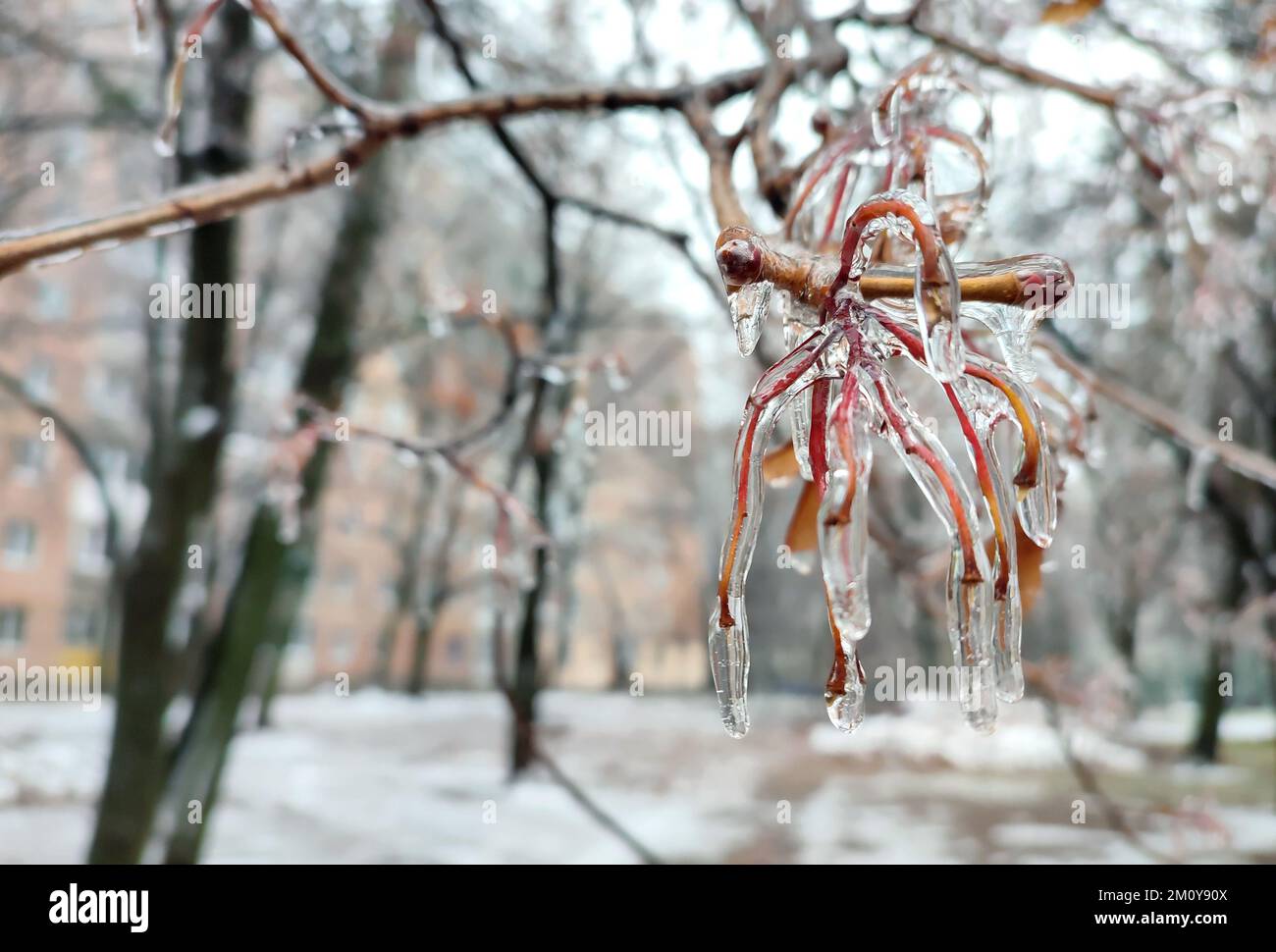 Branches of bush covered with ice after rain in frost in winter close-up. Frozen plants. After icy rain. Freezing rain. frozen raindrops, cold, ice, icy, frosty. Natural phenomenon. Natural background Stock Photo