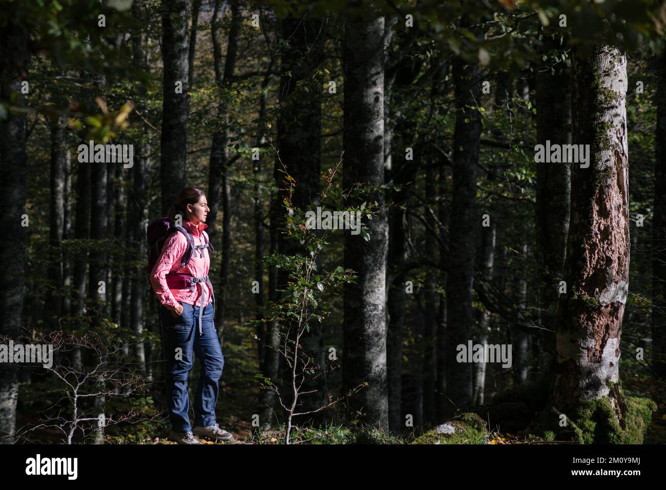 Hiker woman contemplating the forest landscape. Stock Photo