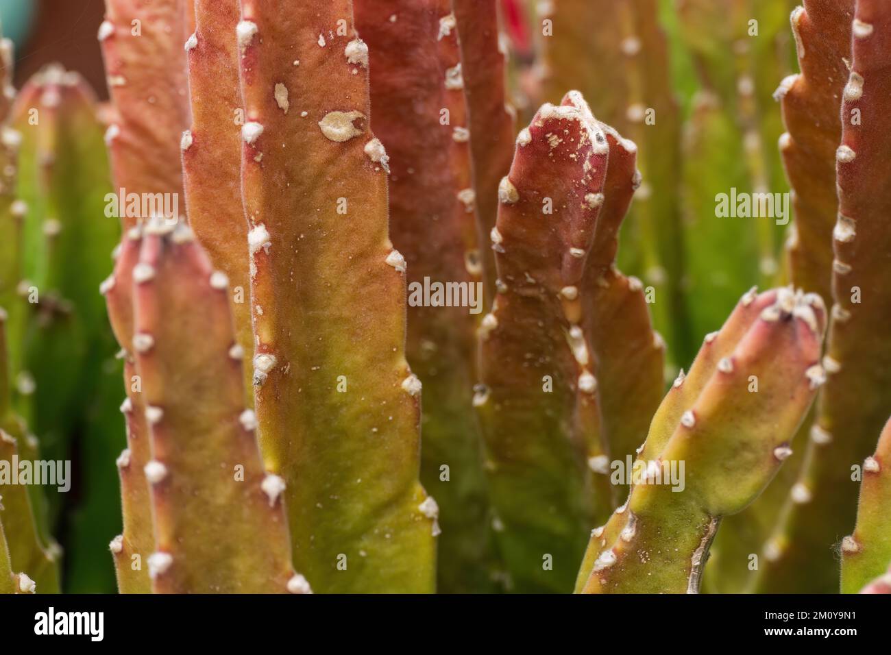 The variegated succulent stapelia leendertziae close up Stock Photo