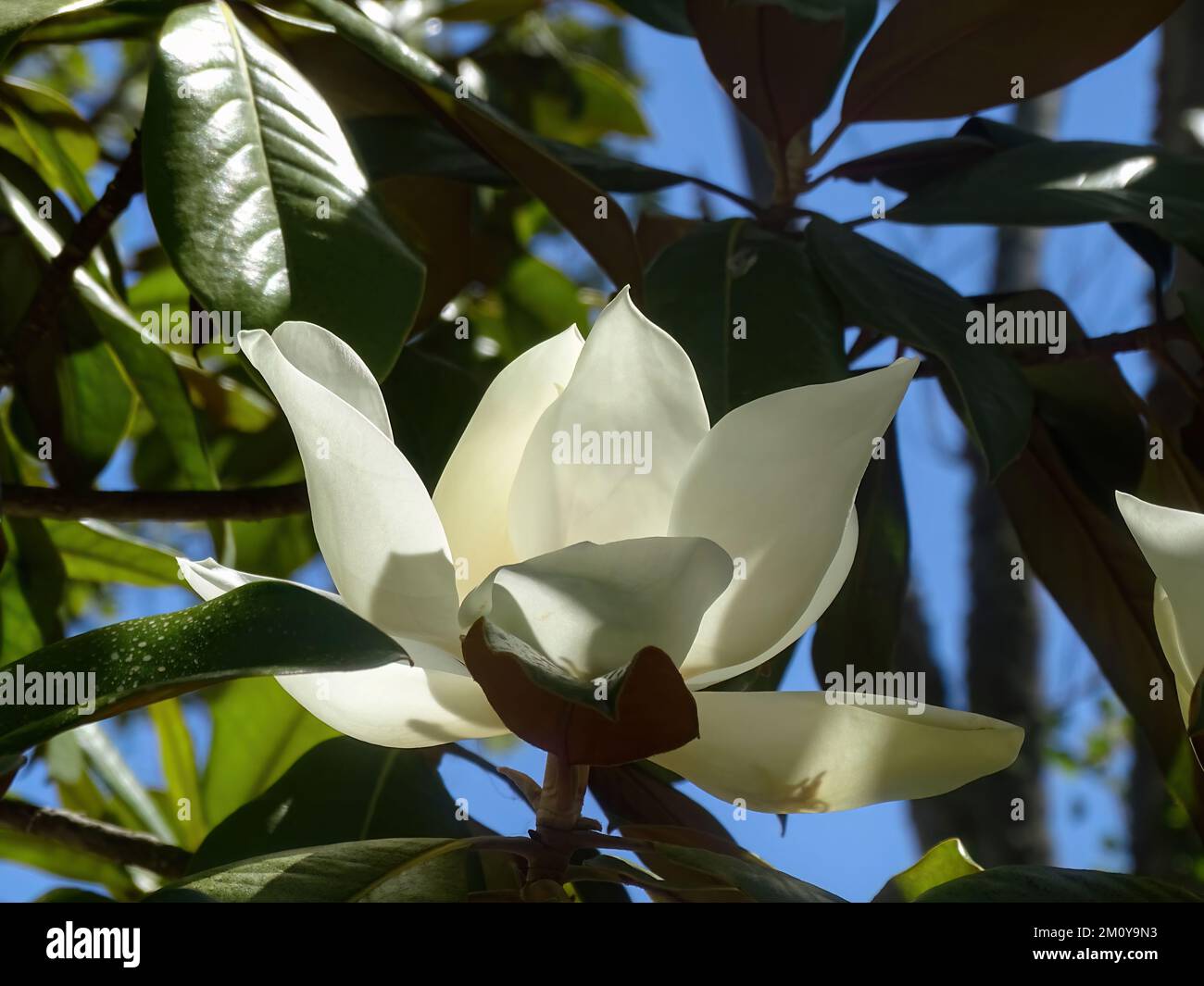 A huge white magnolia flower on a branch Stock Photo
