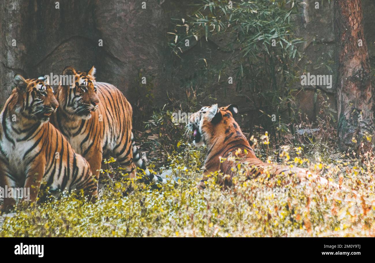 A tigress roaring at two male tigers for her territory Stock Photo