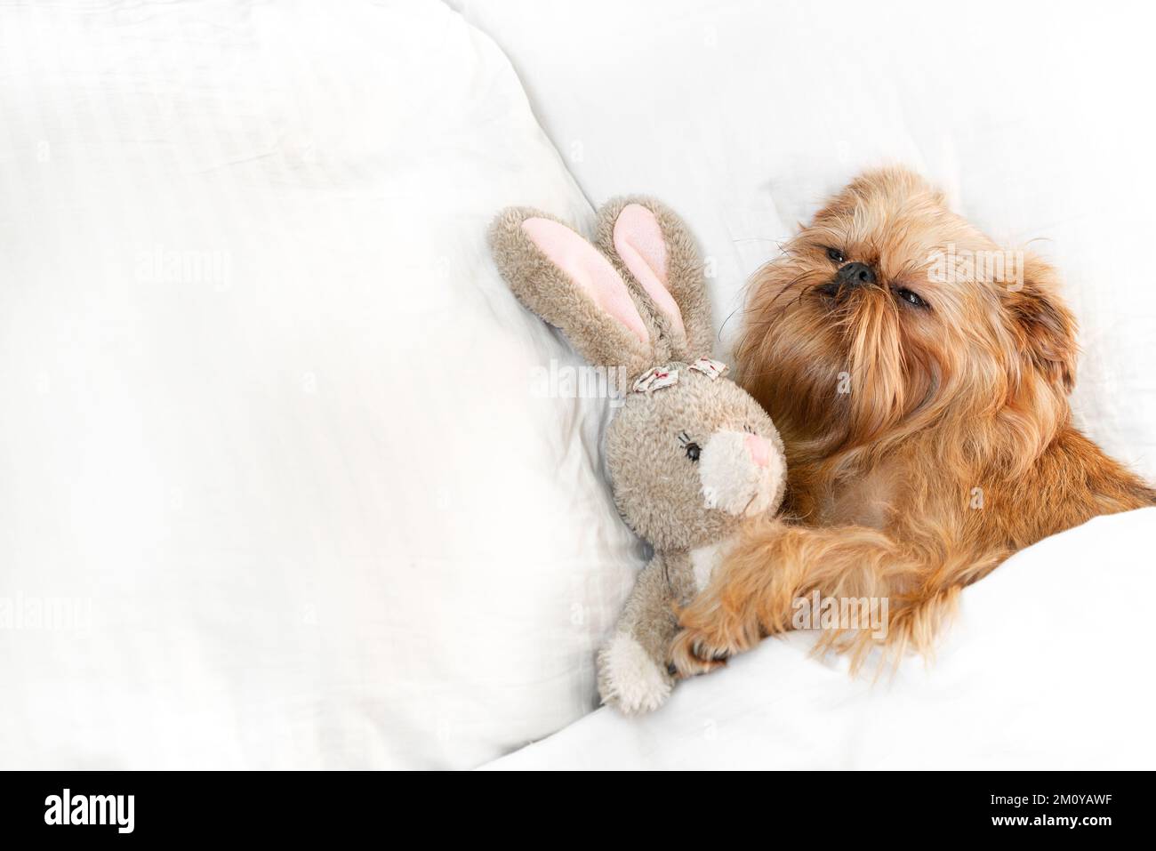 Cute dog sleeps in bed with a fluffy toy hare, top view. Brussels