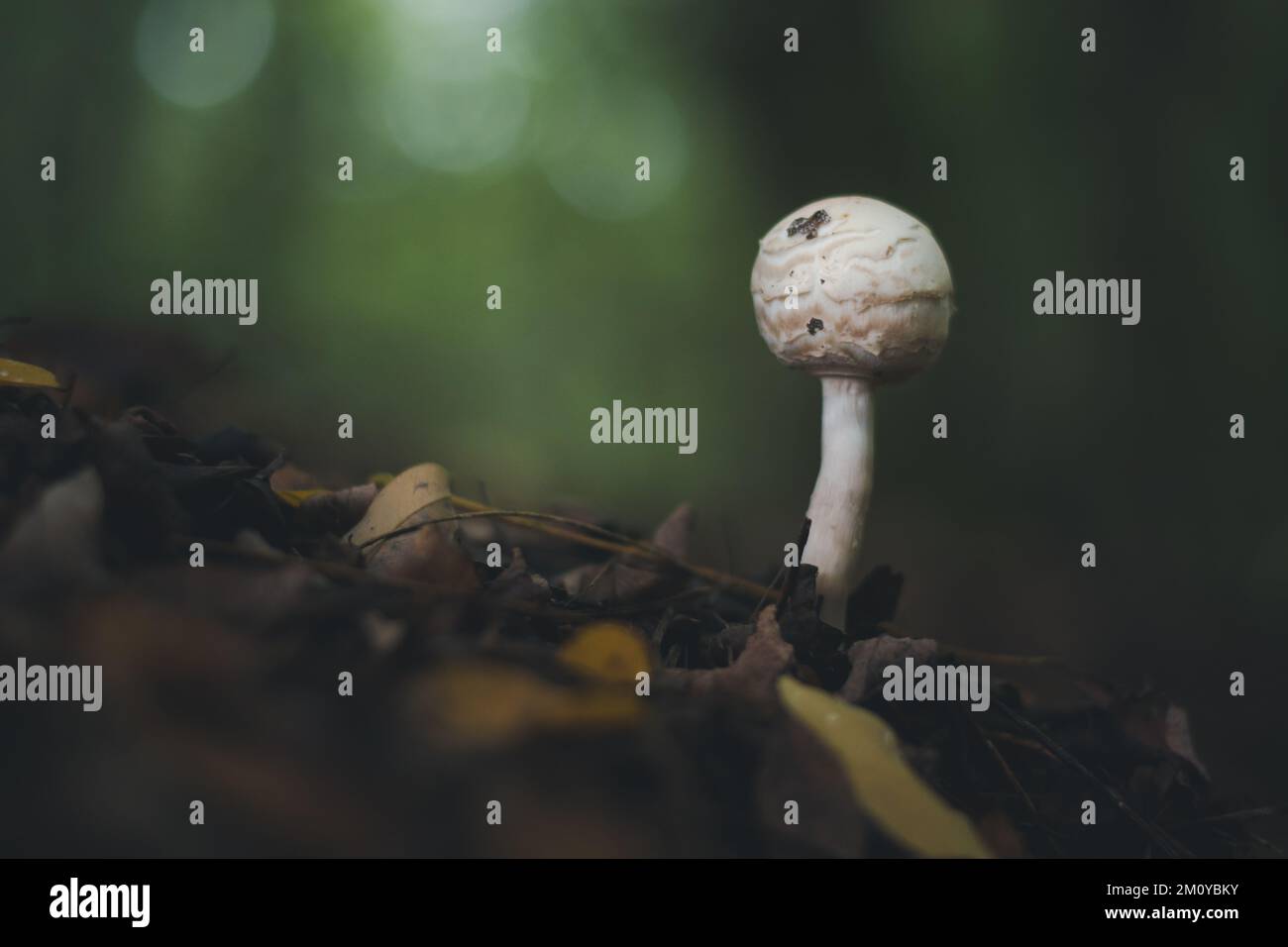 A closeup of a small mushroom growing in a forest with blurred ...