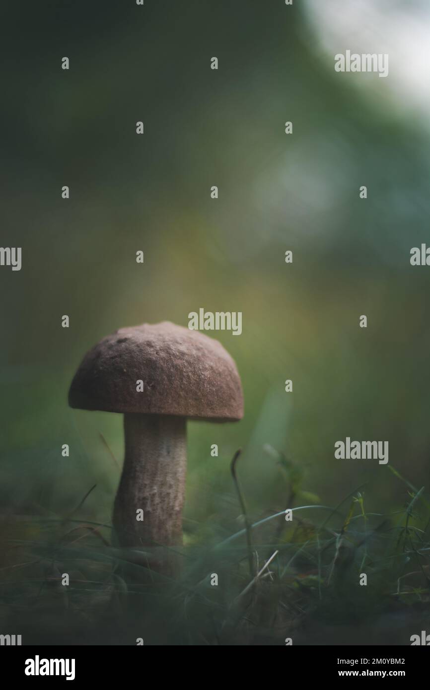 A closeup of a small mushroom growing in a forest with blurred ...