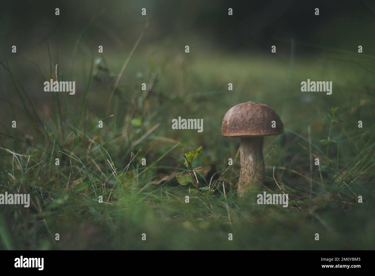 A closeup of a small mushroom growing in a forest with blurred ...