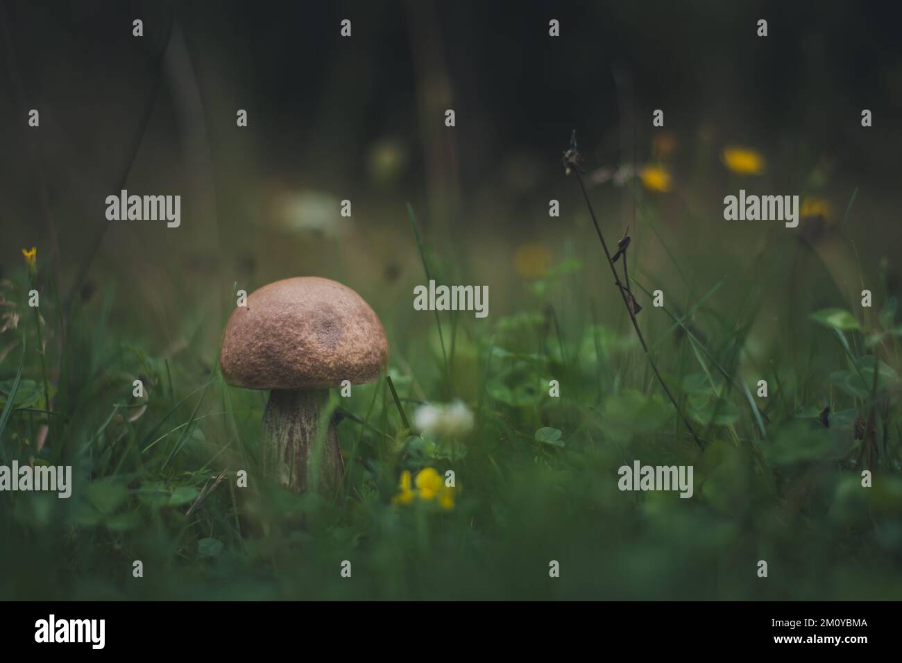 A closeup of a small mushroom growing in a forest with blurred ...