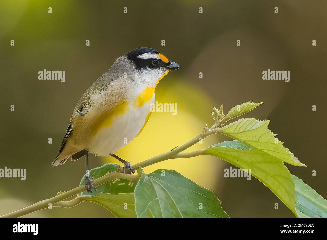 Striated Pardalote is Endemic to Australia, the Striated Pardalote (Pardalotus striatus). of the pardalote species and can be found throughout Austral Stock Photo