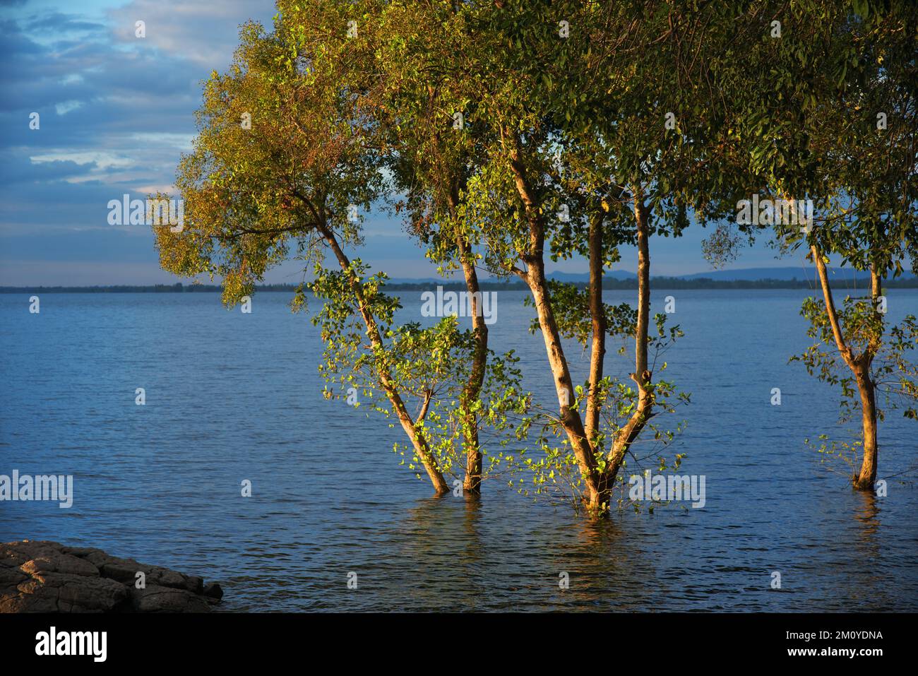 The trees on the lake Stock Photo - Alamy