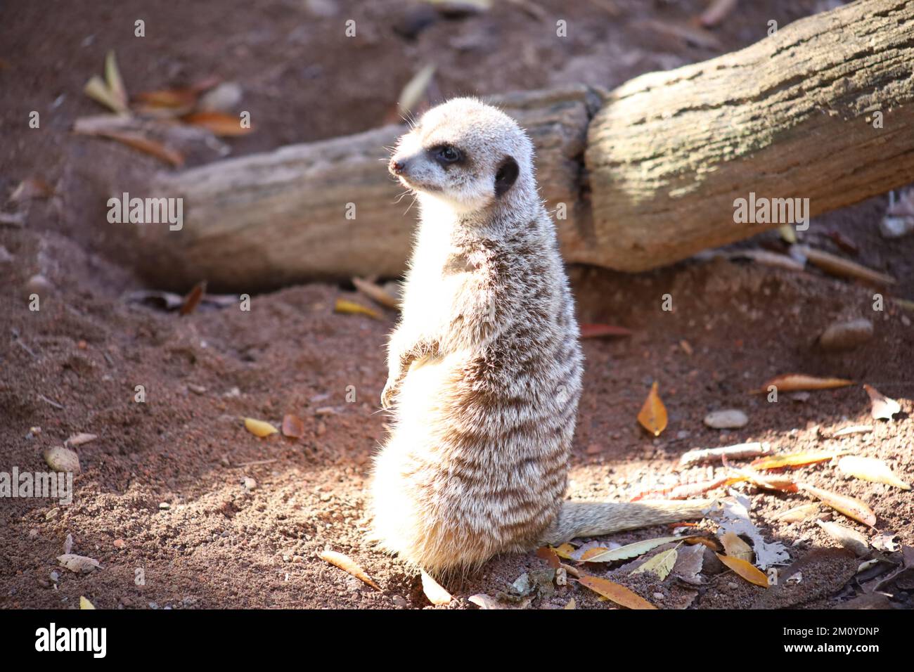 Meerkat cute looking up and down sweet animal Stock Photo